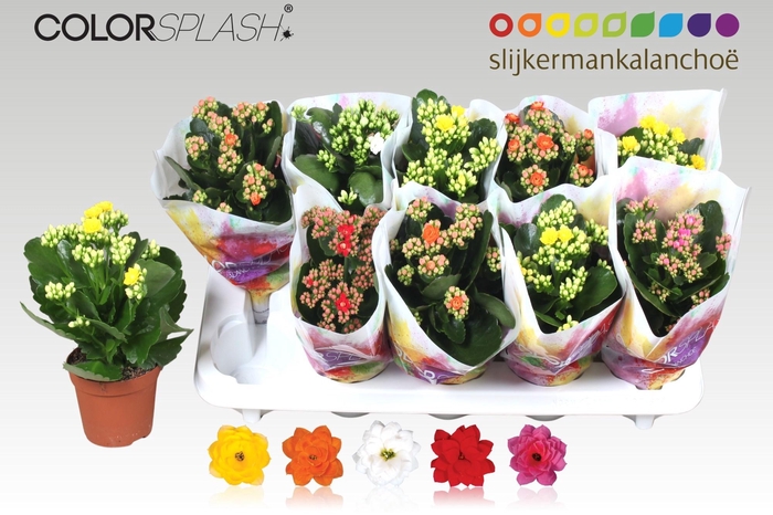 <h4>KAL GE GEM 5 KL</h4>