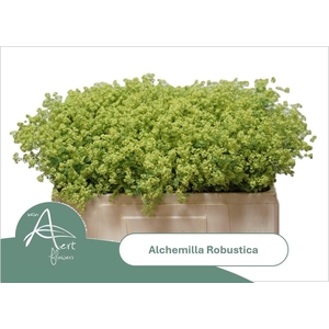Alchem M Robustica