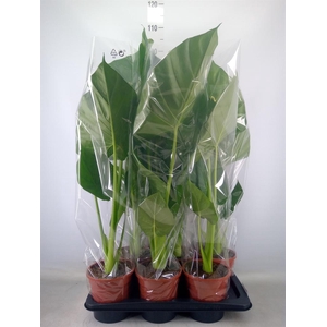 Alocasia macrorrhizos