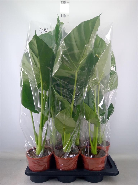 <h4>Alocasia macrorrhizos</h4>