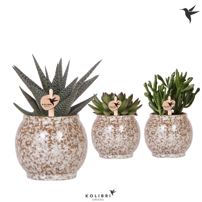 <h4>Kolibri Greens Succulenten mix in Safari pot</h4>