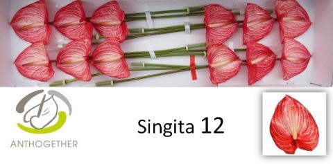 <h4>Anth A Singita 13 cm X12 Oosterzon</h4>