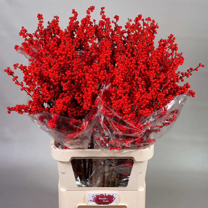 <h4>ILEX VE RODE BES</h4>