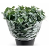 Euc. Cinerea Azur Riviera Short