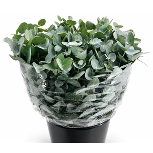 Euc. Cinerea Azur Riviera Short