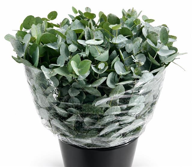 <h4>Euc. Cinerea Azur Riviera Short</h4>