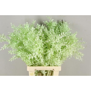 Pf Ruscus 70cm Bs Mint Green