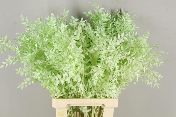 <h4>Pf Ruscus 70cm Bs Mint Green</h4>