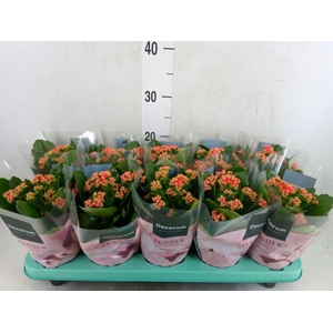 Kalanchoe blos. 'Serenity Lght Red'