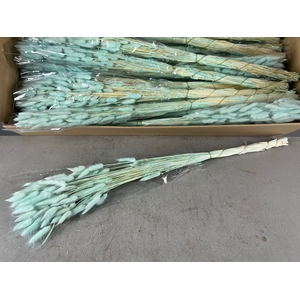 DF Lagurus Bs 50g/70cm Mint