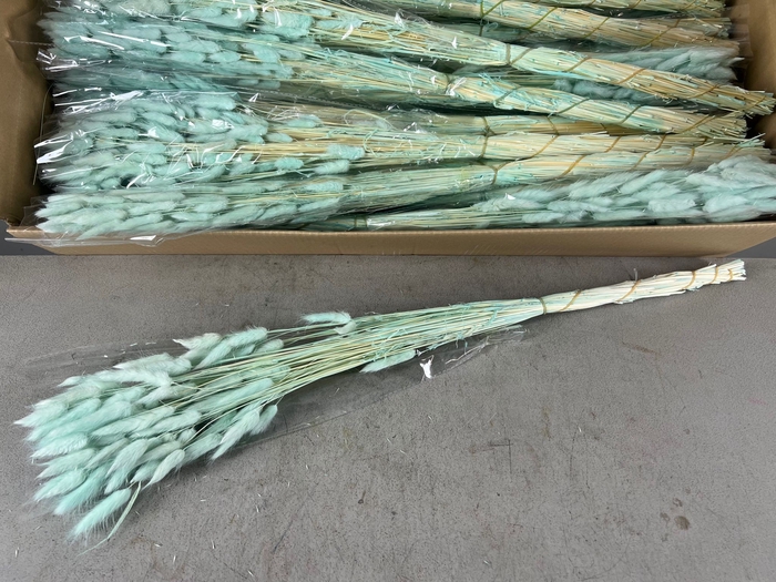 <h4>DF Lagurus Bs 50g/70cm Mint</h4>