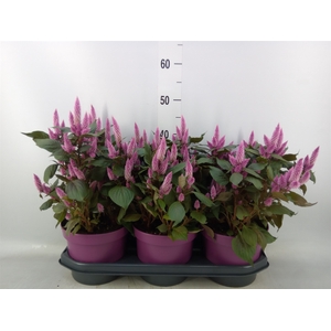 Celosia spic. 'Wild Pink'