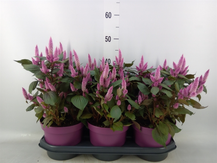 <h4>Celosia spic. 'Wild Pink'</h4>