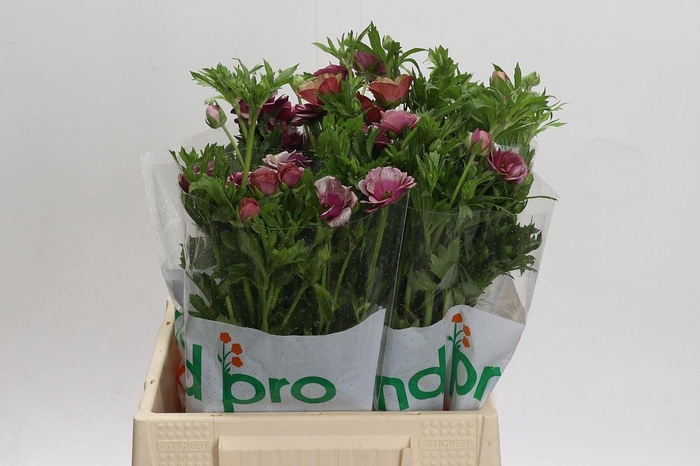 <h4>RANUNCULUS CORT. 'MAGICAL CINNAMON'</h4>