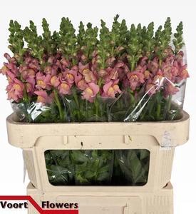 <h4>ANTIR AVIGNON PINK</h4>