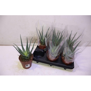 Aloe Arborescens