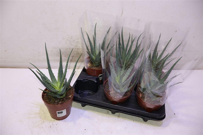 <h4>Aloe Arborescens</h4>