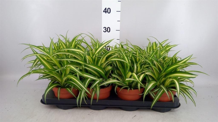 <h4>Chlorophytum com. 'Variegatum'</h4>