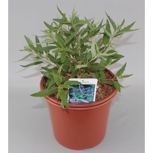 Caryopteris C. Heavenly Blue