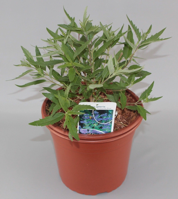 <h4>Caryopteris C. Heavenly Blue</h4>