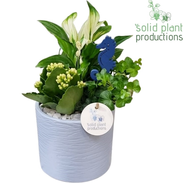 <h4>SP001 Amy Blue</h4>