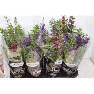 ANGELONIA P14 VARIADO