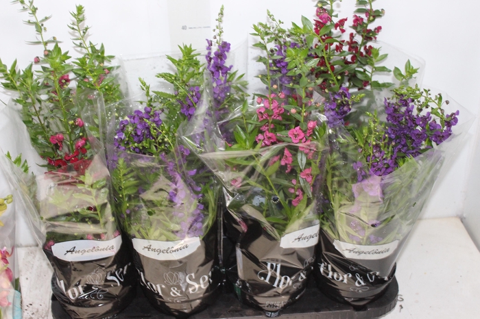 ANGELONIA P14 VARIADO