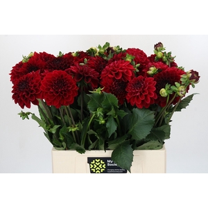 Dahlia Cognac Brandy
