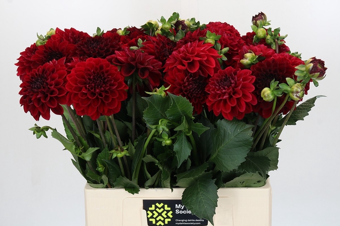 Dahlia Cognac Brandy