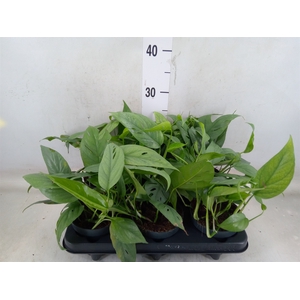 Epipremnum pinn. 'Cebu Blue'