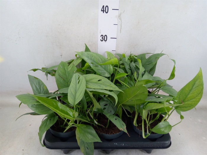 <h4>Epipremnum pinn. 'Cebu Blue'</h4>