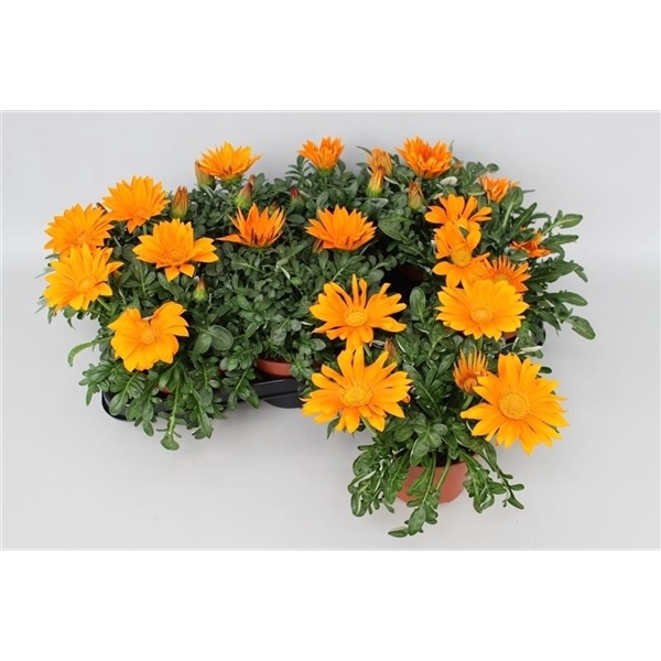 <h4>Gazania Big Kiss Orange</h4>