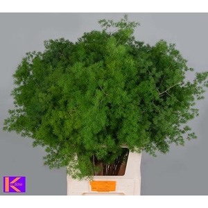 ASP UMBELLATUS - 85 CM