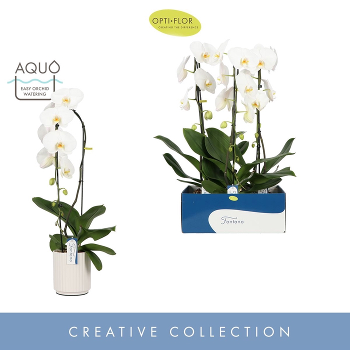 <h4>Phalaenopsis wit meer takken</h4>