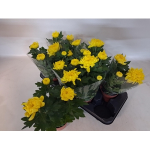 CHRYS COSMO YELLOW