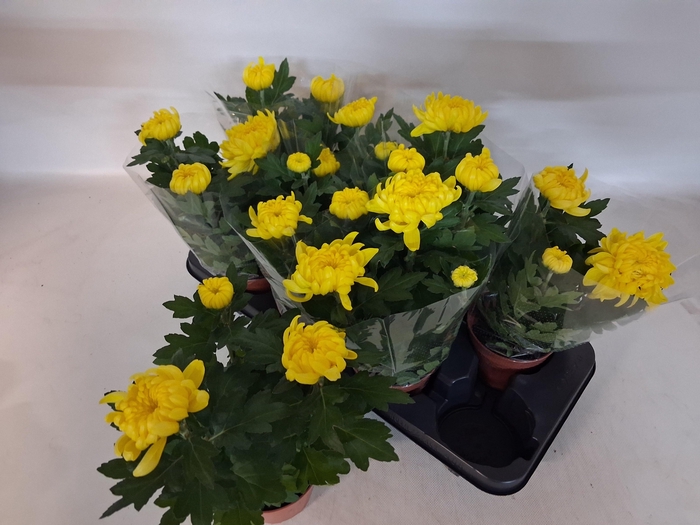 <h4>CHRYS COSMO YELLOW</h4>