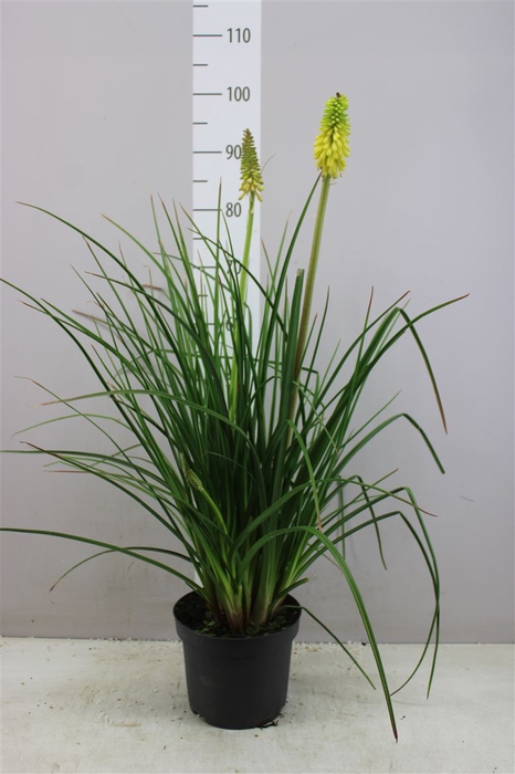 Kniphofia Uvaria