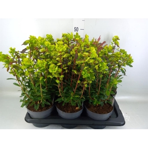 Euphorbia amygdaloides 'Purpurea'