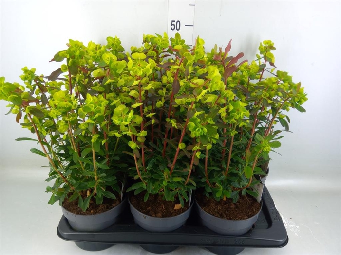 <h4>Euphorbia amygdaloides 'Purpurea'</h4>