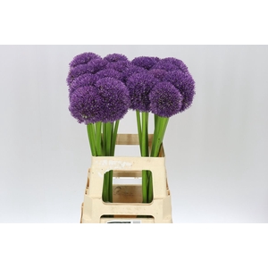 Allium Globemaster