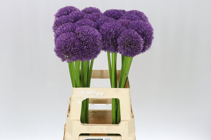<h4>Allium Globemaster</h4>