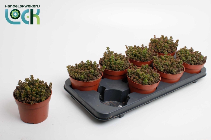 <h4>Sedum Sthalii</h4>