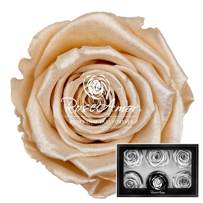 Lplus Satin Champagne Cha01