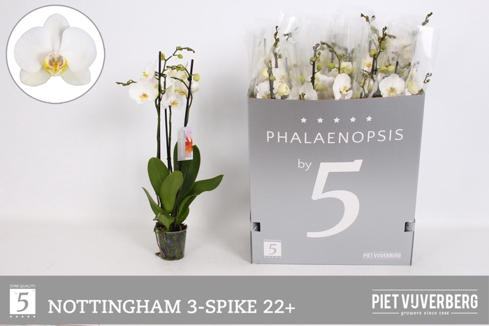 <h4>PHAL AN NOTTINGHAM</h4>