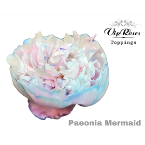 Paeonia Bubblegum
