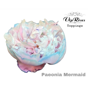 PAEONIA MERMAID x 20