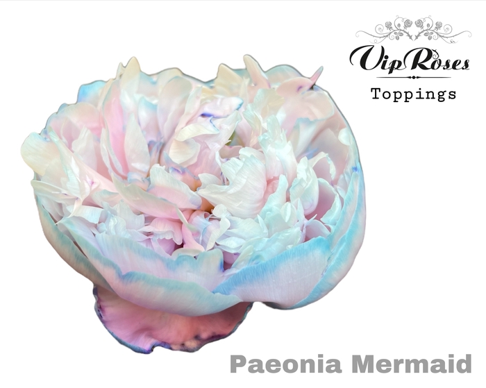 <h4>Paeonia Bubblegum</h4>