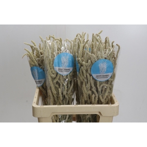 AMAR YEARMING DESERT