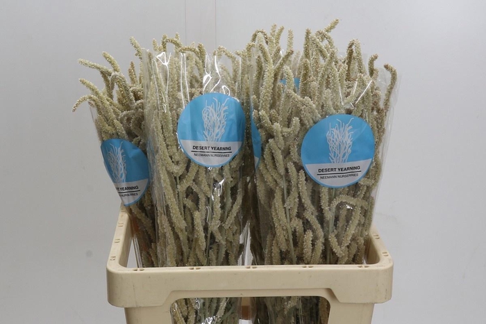 <h4>AMAR YEARMING DESERT</h4>