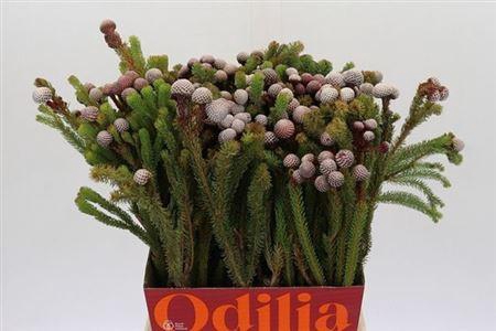 <h4>Kaaps Groen</h4>